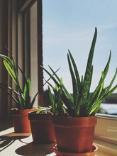 Aloe Vera Plant view