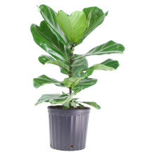Ficus Plant also in pot