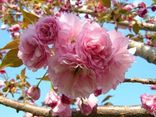 Japanese Flowering Cherry Tree flowers up close