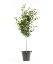 Japanese Flowering Cherry Tree in pot