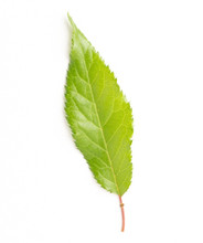 Japanese Flowering Cherry Tree leaf