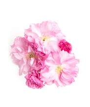 Japanese Flowering Cherry Tree flowers