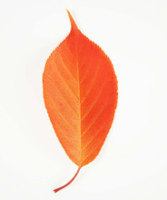 Japanese Flowering Cherry Tree leaf red