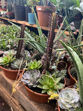 Succulent Dish Garden