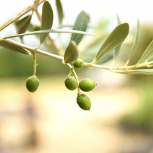 Olive Tree up close