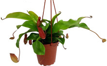 Pitcher Plant in hanging basket