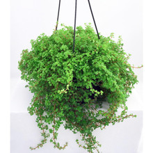 Baby Tears in basket