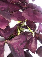 Oxalis Plant Purple up close
