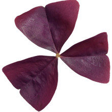 Oxalis Plant Purple leafs