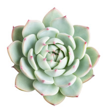 Echeveria top view