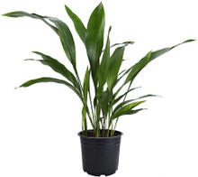 Aspidistra in pot view
