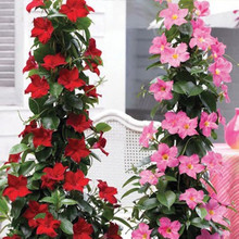 Mandevilla Tropical up close