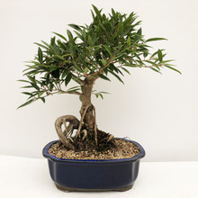 Ficus Willow Leaf