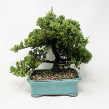 Green Mound Juniper Procumbens