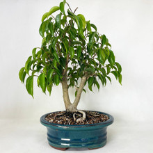 Oriental Ficus