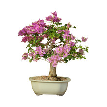 Bougainvillea Flowering (Refined)