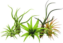 Air Plant Tillandsia up close