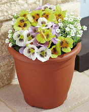 Pansys also in pots
