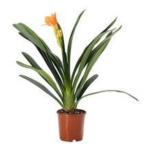 Clivia