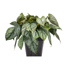Philodendron Brandtianum