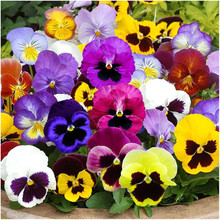 Pansy up close