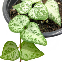 String of Arrows top view