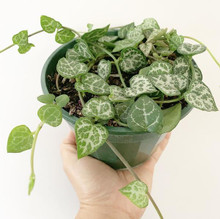 String of Arrows also top view