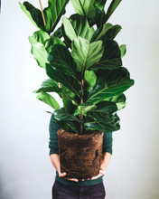 Ficus Lyrata Fiddle Leaf 2