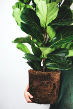 Ficus Lyrata Fiddle Leaf 3