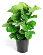 Ficus Lyrata Bush 10"