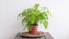 Fern Maidenhair in Pot