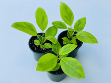Ficus altissima Yellow Gem in Pots