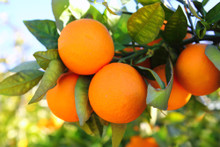 Orange Citrus Tree