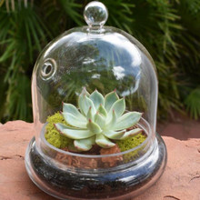 Terrarium in Cloche