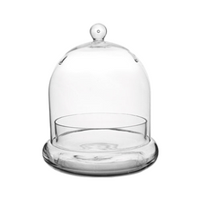 Terrarium in Cloche