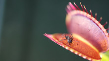 Venus Fly Trap Carnivorous