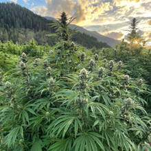 The Cannabis Gardener