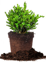 Boxwood Assorted in pot
