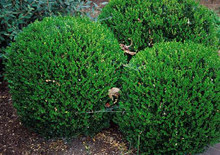 Boxwood Assorted up close