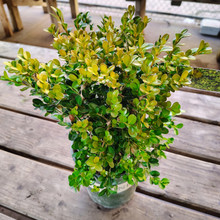 Boxwood Green Beauty 1g