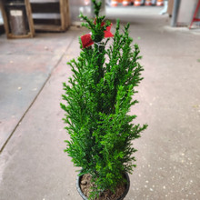 Pine Euro Cypress