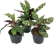 Calathea Plant