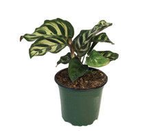 Calathea Plant