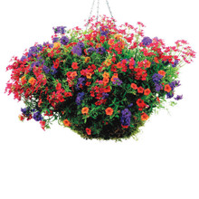 bunch of Calibrachoa in basket
