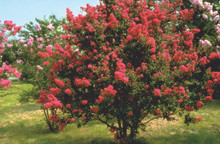 Crape Myrtle