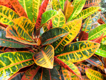 Croton Bush close-up
