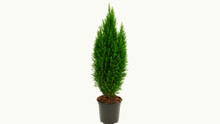Cypress Lawson Cypress in pot