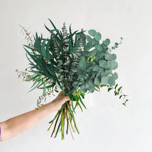 Eucalyptus Dried Bunch