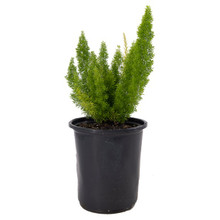 Fern Foxtail in pot again