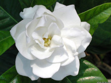 white Gardenia